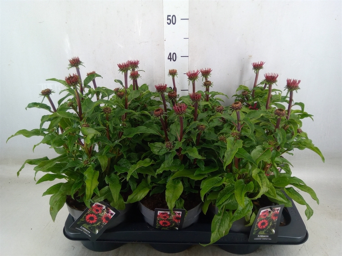 <h4>Echinacea  'Sombrero Adobe Orange'</h4>