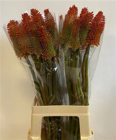 <h4>Kniphofia Overig</h4>