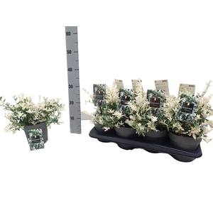 Euonymus Fo Harlequi