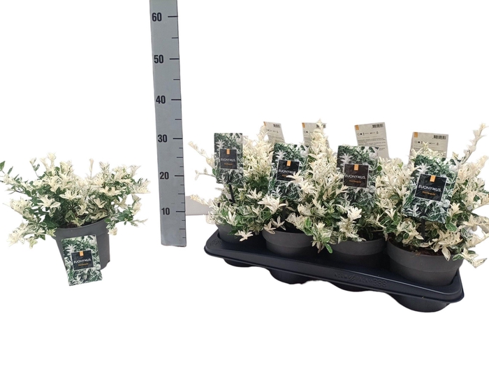 <h4>EUONYMUS FO HARLEQUI</h4>