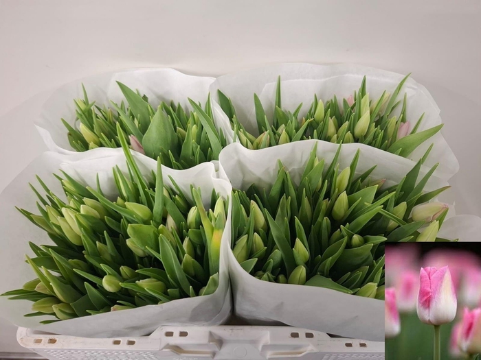 <h4>TU EN FIRST CLASS</h4>