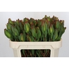 Leucadendron Laurel Yellow Spray
