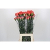 Dianthus St Arno