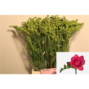 Fr Du Expression Cerise Red