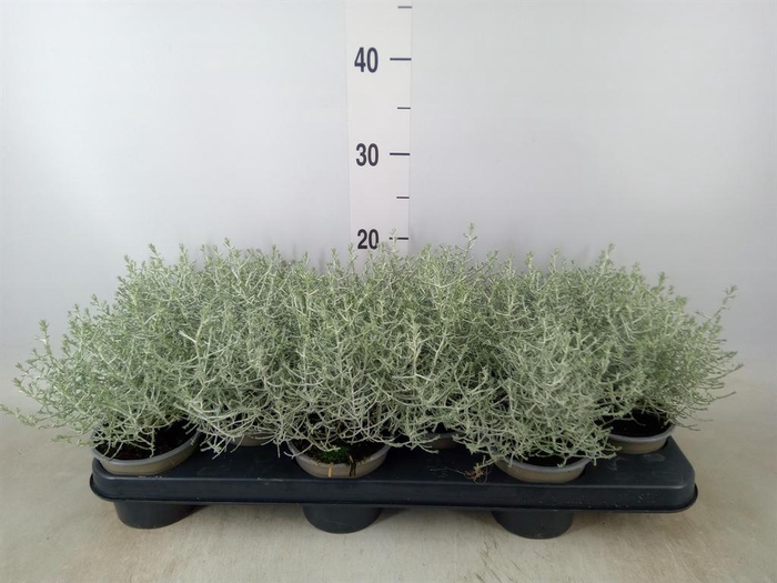 <h4>Leucophyta brownii</h4>