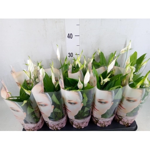 Spathiphyllum  'Korto'