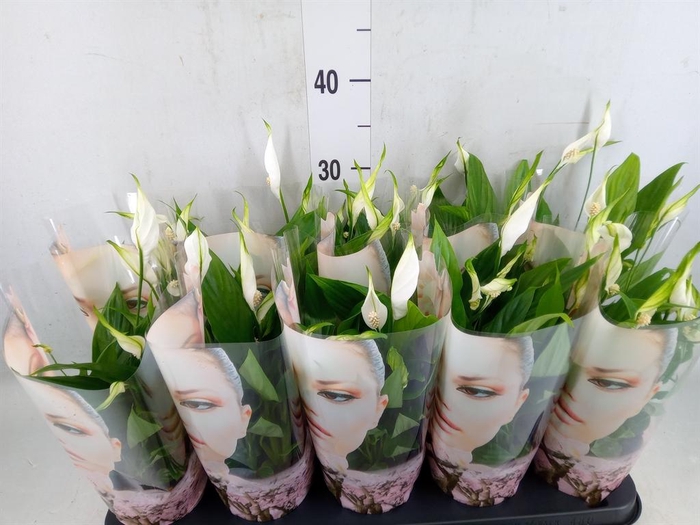 <h4>Spathiphyllum  'Korto'</h4>
