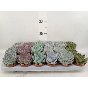 Echeveria   ...mix