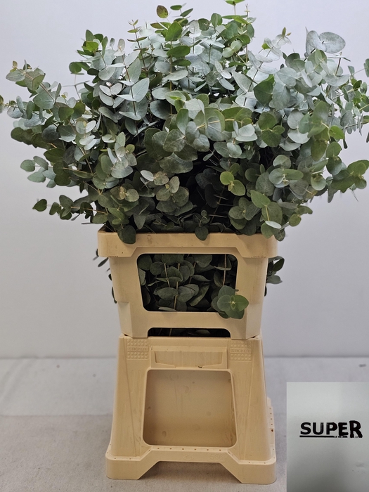 EUC CINEREA PER STEEL VERTAKT-IT-