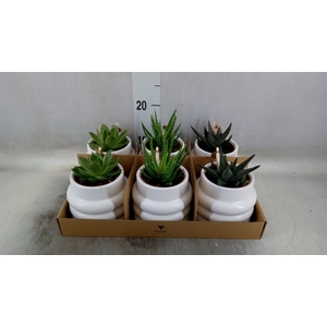 Succulents   ...mix 3