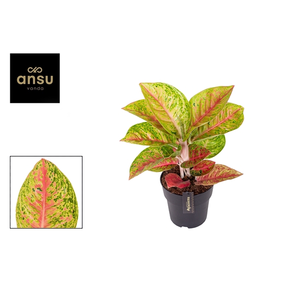 <h4>Aglaonema Grand Poppy</h4>