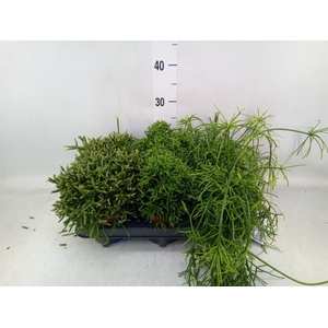 Rhipsalis   ...mix