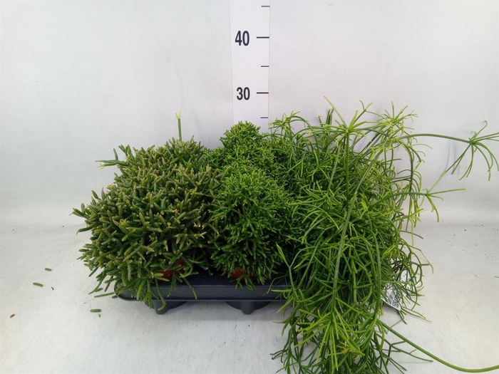 <h4>Rhipsalis   ...mix</h4>