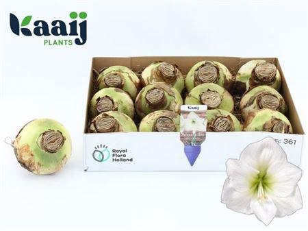 <h4>Bloembol Hippeastrum</h4>