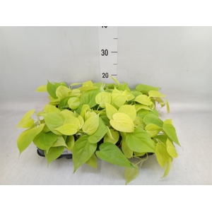 Epipremnum pinn. 'Golden Pothos'