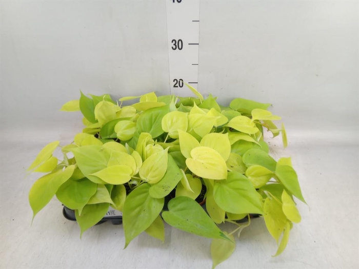 <h4>Epipremnum pinn. 'Golden Pothos'</h4>