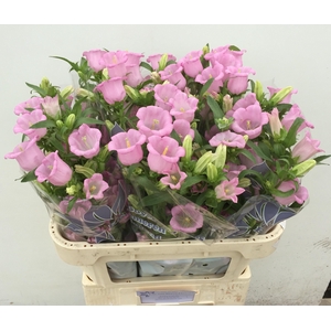 CAMP M PEARL PINK