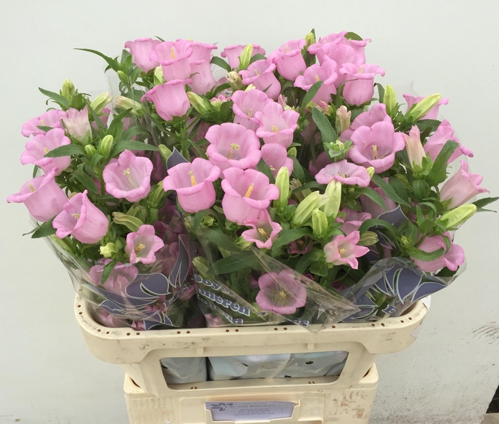<h4>CAMP M PEARL PINK</h4>
