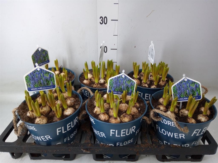 <h4>Arr. Muscari L%</h4>