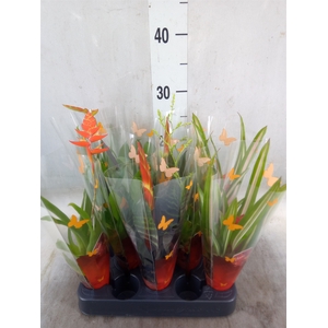 Bromelia   ...mix