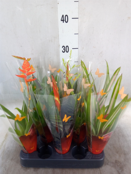 <h4>Bromelia   ...mix</h4>