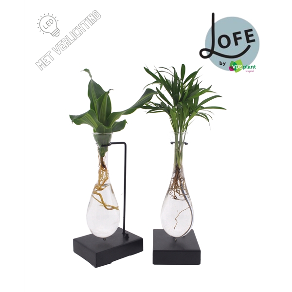 <h4>LOFE |Intenz mix in Hang glas Metaal - levertijd: 24 uur</h4>