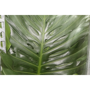 FOLHAGEM MONSTERA DELICIOSA 080 CM