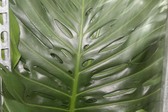 <h4>FOLHAGEM MONSTERA DELICIOSA 080 CM</h4>