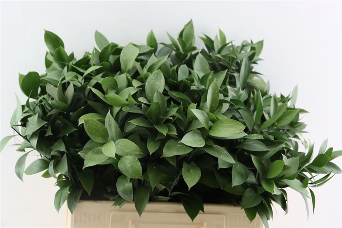 <h4>Ruscus Hypophyllum</h4>