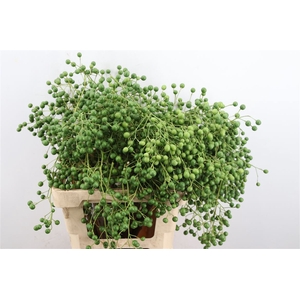 Lilac De Chine 60cm P Stem