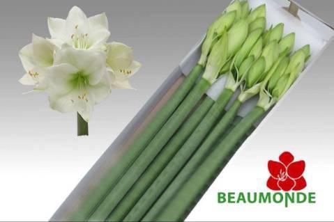 <h4>HIPP GA HIMALAYA</h4>