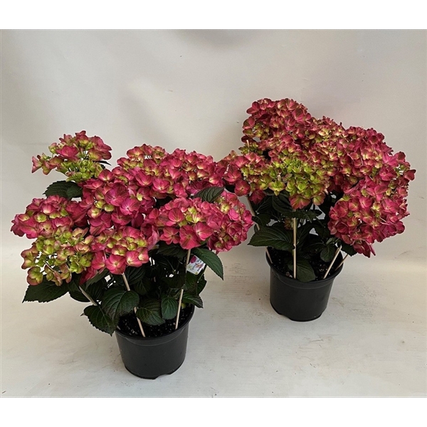 <h4>Hydrangea Hovaria Antique Red 19cm</h4>