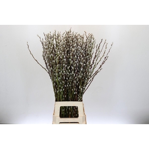 SALIX CA SNOW FLAKE
