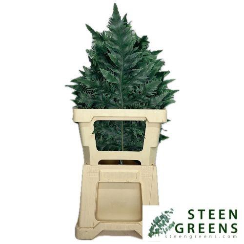 <h4>DECOGROEN GROOT BLAD</h4>