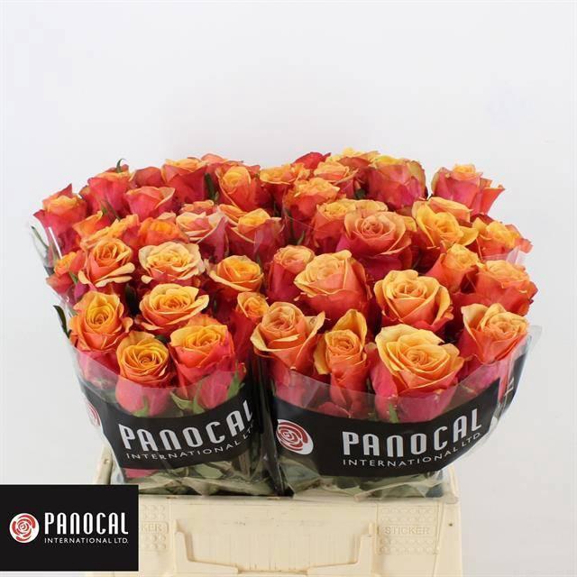 <h4>R GR CAMARO</h4>