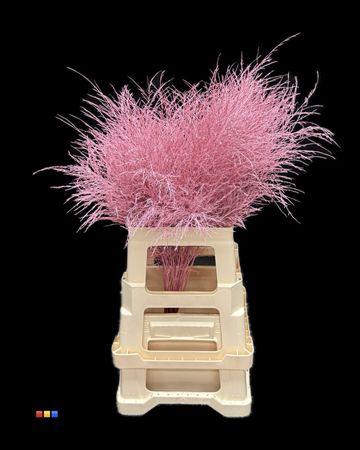 <h4>Treefern Pink</h4>