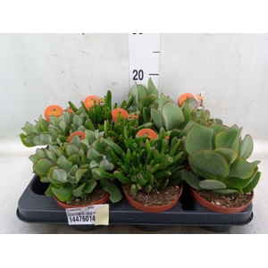 Crassula   ...mix