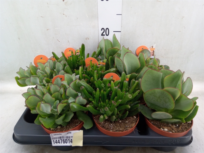 <h4>Crassula   ...mix</h4>
