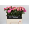 Paeonia Jacorma