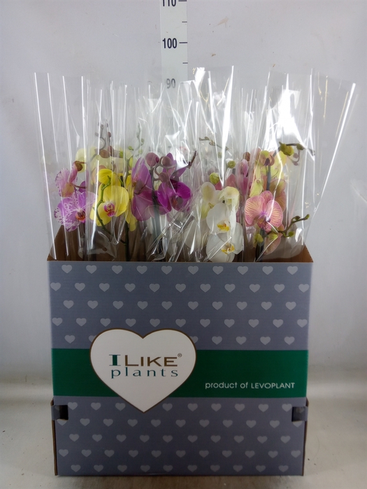 <h4>Phalaenopsis   ...mix</h4>