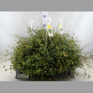 Muehlenbeckia com. 'Mao'ri'
