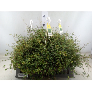 Muehlenbeckia com. 'Mao'ri'