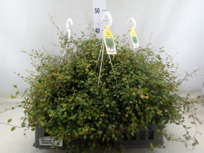 <h4>Muehlenbeckia com. 'Mao'ri'</h4>
