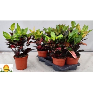 Codiaeum variegatum Mrs Iceton 17Ø 55cm 2pp