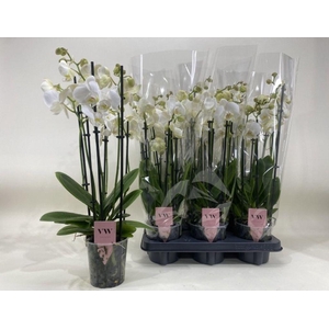 .Phalaenopsis anthura inverness