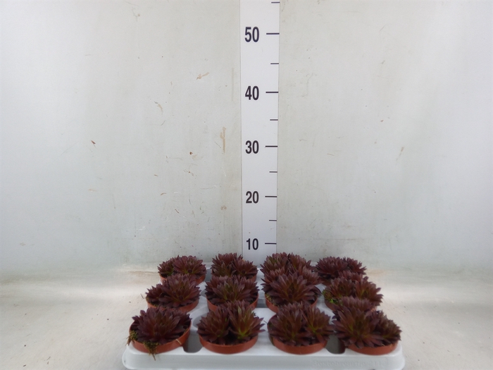 <h4>Sempervivum   ...</h4>