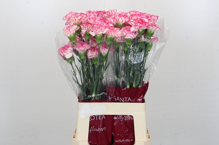 <h4>Dianthus St Komachi</h4>