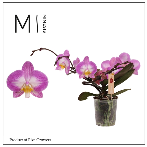 <h4>Mimesis Phal. Muse Pink Special - 25+ flowers 12cm</h4>