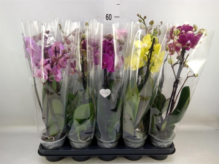 <h4>Phalaenopsis   ...</h4>