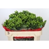 Hypericum Jungle Romance Spray
